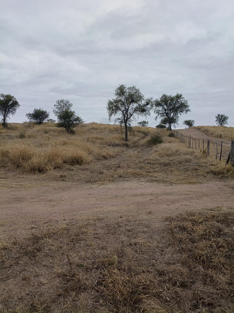 Campo Ganadero acceso por Ruta asfalto — foto 4 de 22